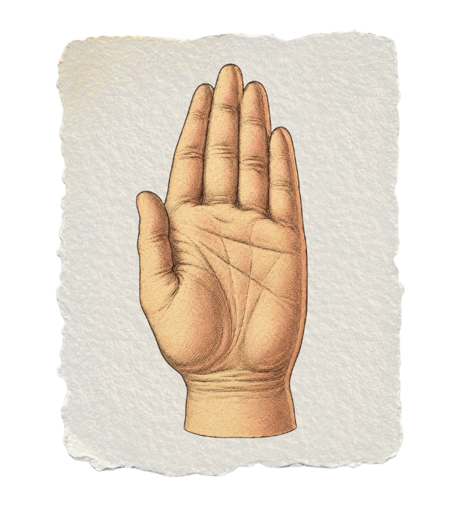 Vintage illustrated palm on handmade paper
